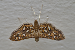 Nausinoe geometralis
