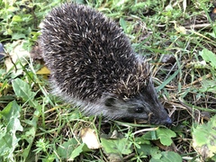 Erinaceus roumanicus
