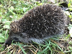 Erinaceus roumanicus