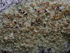 Lecanora achroa
