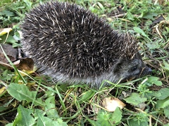 Erinaceus roumanicus