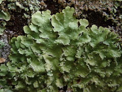 Punctelia perreticulata