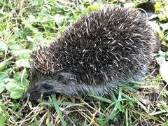 Erinaceus roumanicus