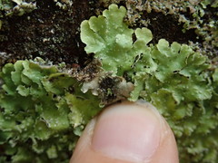 Punctelia perreticulata