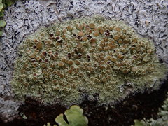 Lecanora achroa