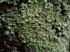 Punctelia perreticulata