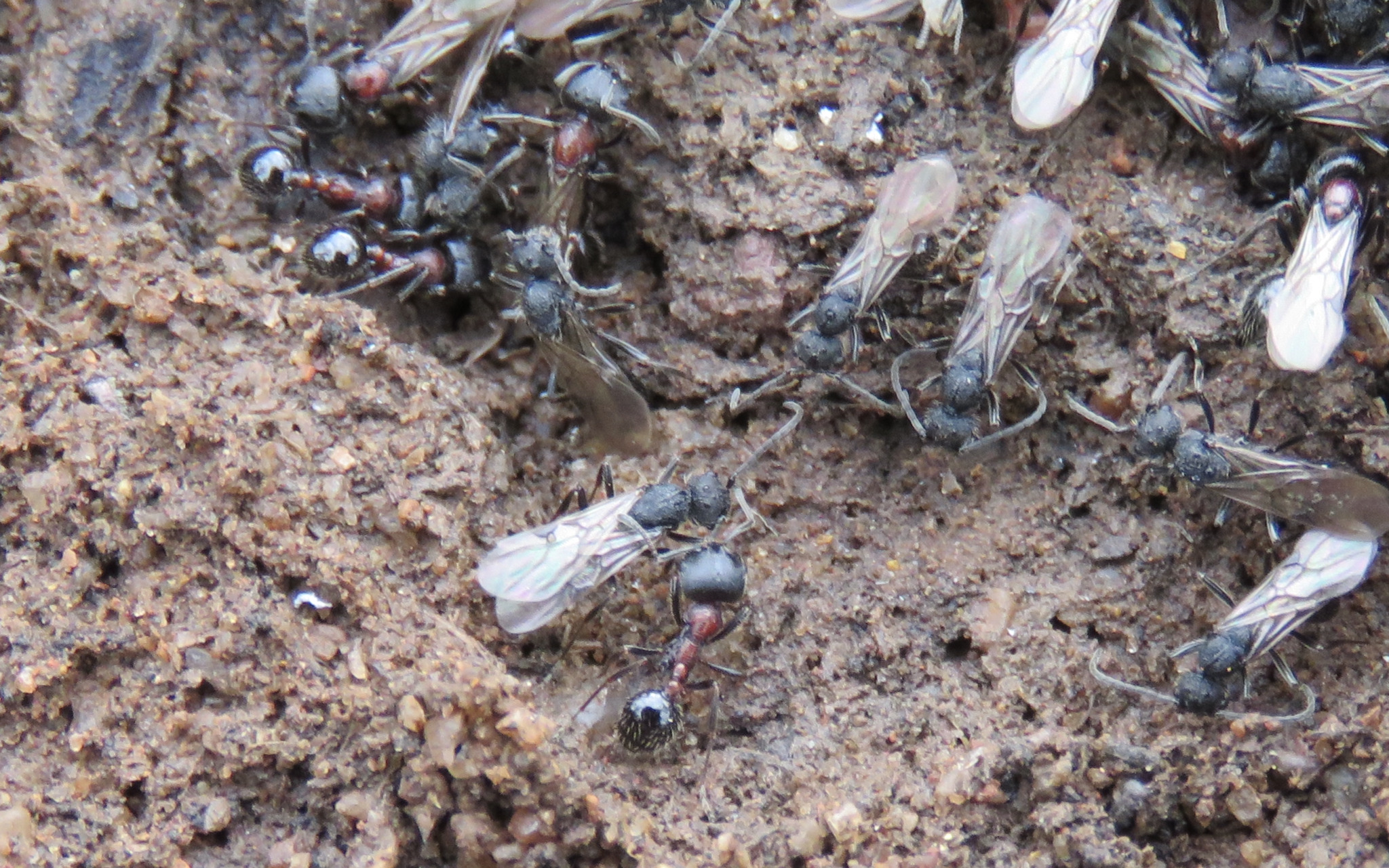 Chelaner rufoniger