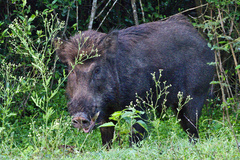 Sus scrofa cristatus