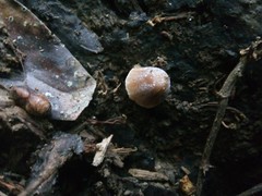 Coprinellus radians