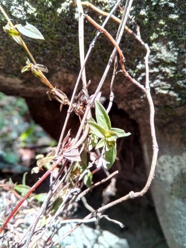 Otiophora pauciflora image