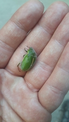 Stethaspis suturalis