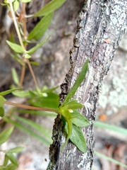 Image of Otiophora pauciflora