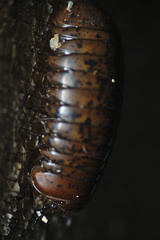 Arthrosphaera