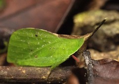 Systella philippensis