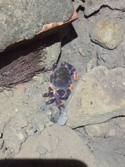 Geothelphusa miyazakii
