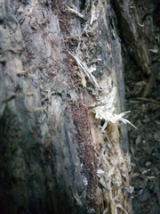 Cribraria cancellata