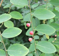 Phyllanthus reticulatus