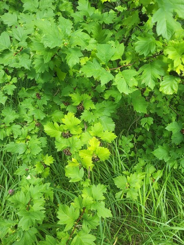 Crataegus chlorosarca, photograph 3
