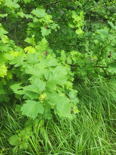 Crataegus chlorosarca, photograph 5