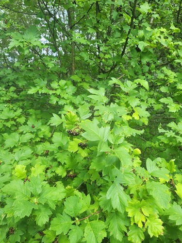 Crataegus chlorosarca, photograph 4