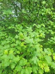 (c) Dmitriy Bochkov, some rights reserved (CC BY) Crataegus chlorosarca, photograph (c) Dmitriy Bochkov, some rights reserved (CC BY)