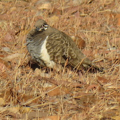 Geophaps scripta