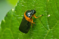Phymatostetha deschampsi
