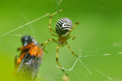 Theridion zonulatum