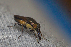 Idiella