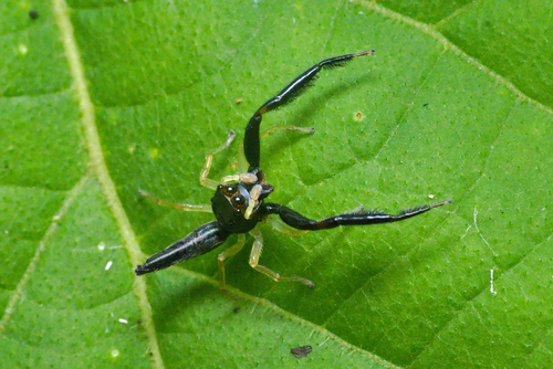 Indopadilla insularis (Malamel, Sankaran & Sebastian, 2015)
