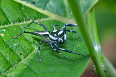 Phintelloides jesudasi