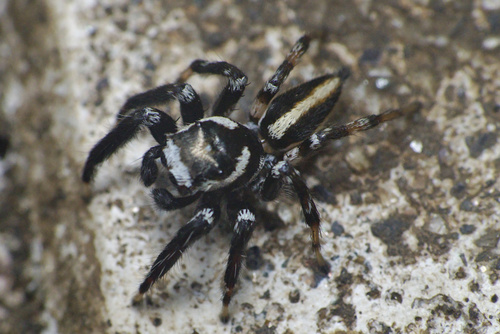 Evarcha bulbosa Żabka, 1985