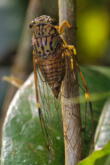 Purana tigrina