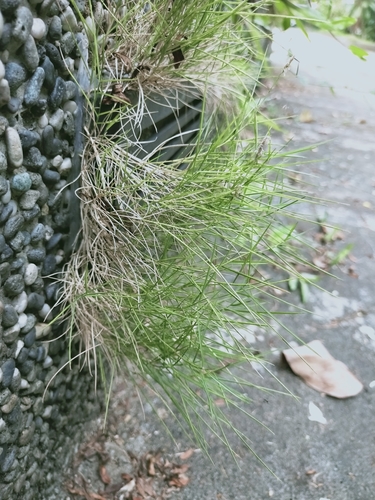 Zoysia pacifica