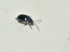 Altica