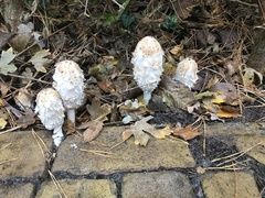 Coprinus comatus