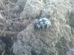 Leptinotarsa lacerata