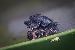 Trigonopterus