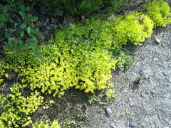 Sedum acre