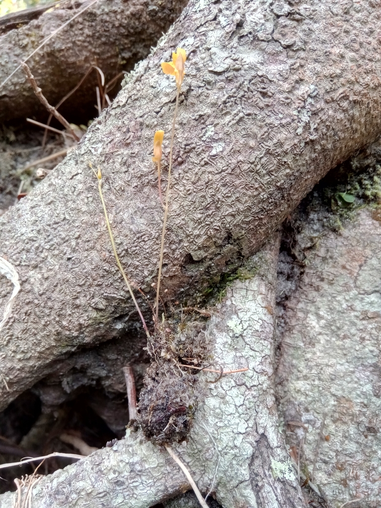 Utricularia prehensilis E.Mey.