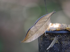 Kallima horsfieldii