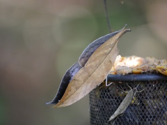 Kallima horsfieldii