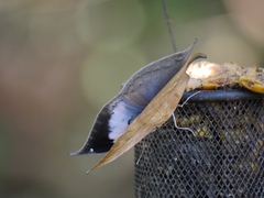 Kallima horsfieldii