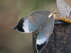 Kallima horsfieldii