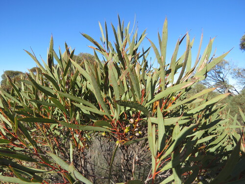 Eucalyptus leptopoda, 2025-07-15