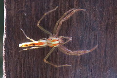 Viciria pavesii