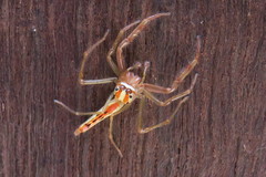 Viciria pavesii