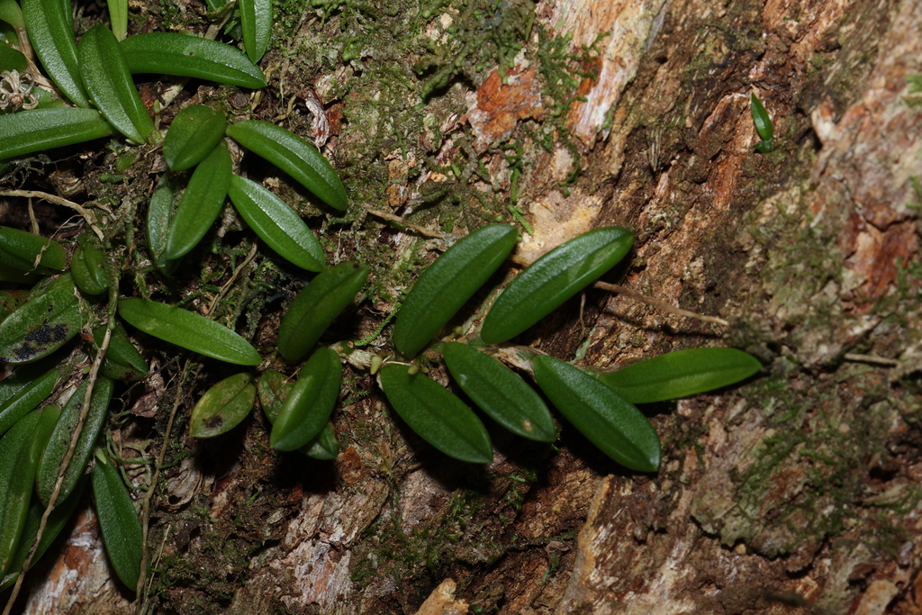 Bulbophyllum shepherdii