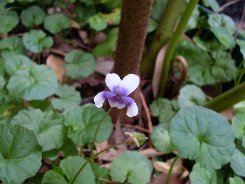Viola banksii, Como, New South Wales, Australia