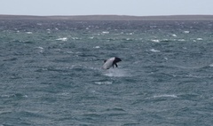 Cephalorhynchus commersonii